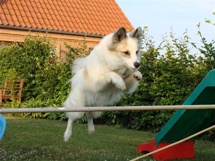 Norrbottenspids Sofus - Hoppe dyret ! <3 billede 17