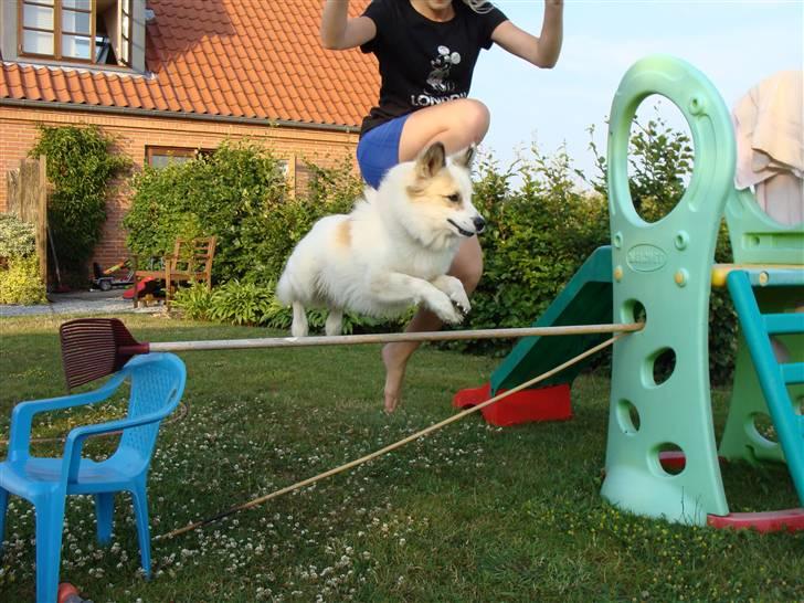 Norrbottenspids Sofus - Hoppe bolden ! <3 billede 18