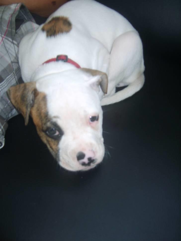 Amerikansk bulldog PRIMO billede 7