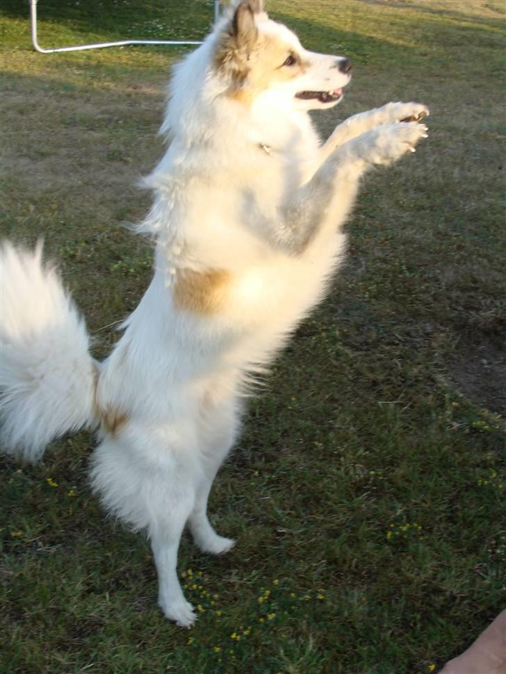 Norrbottenspids Sofus - Cirkus hunden ! <3 billede 19