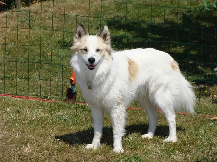 Norrbottenspids Sofus billede 20