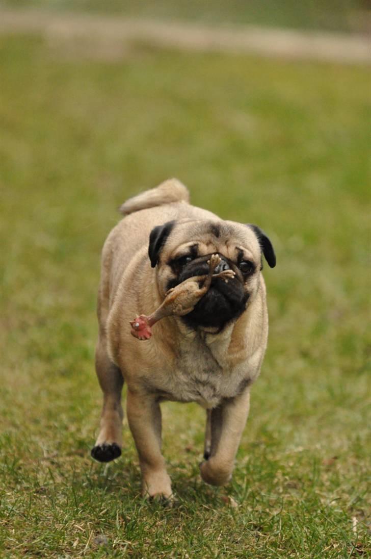 Mops Felix <3 (: - Velkommen til felix´ profil :D billede 1