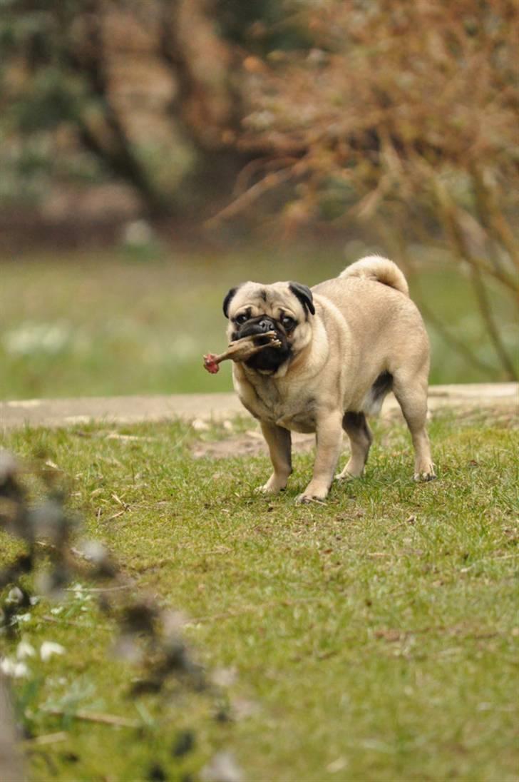 Mops Felix <3 (: billede 2