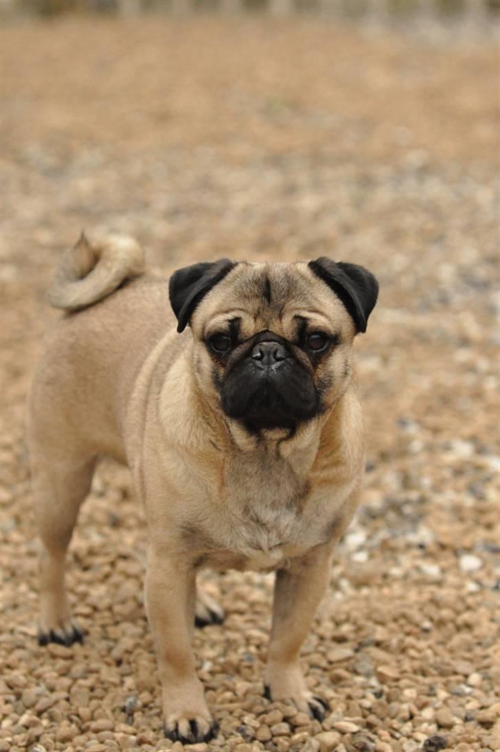 Mops Felix <3 (: - Smukt billede! billede 3