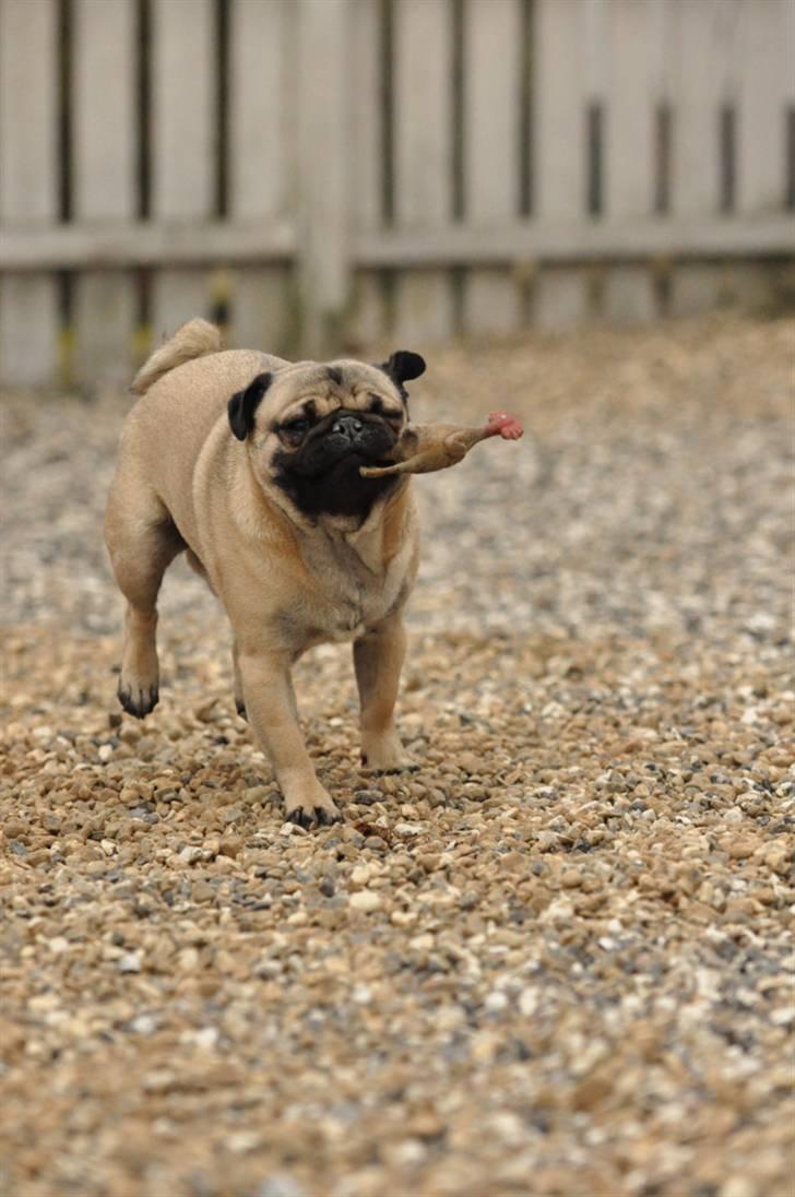 Mops Felix <3 (: - Here I come!! billede 4