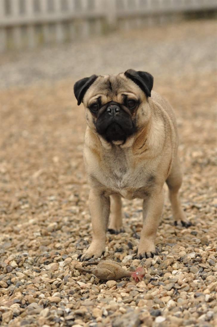 Mops Felix <3 (: - Sku´ vi ikke lege? billede 5