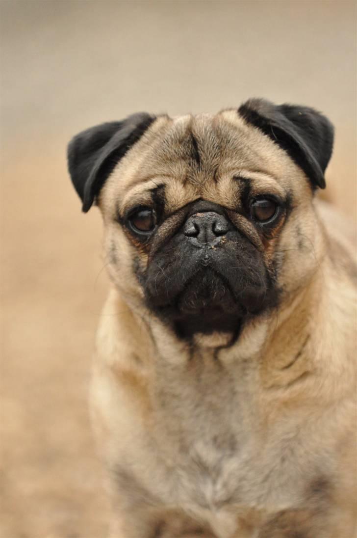 Mops Felix <3 (: - Elsker det billede!!! <3 billede 6