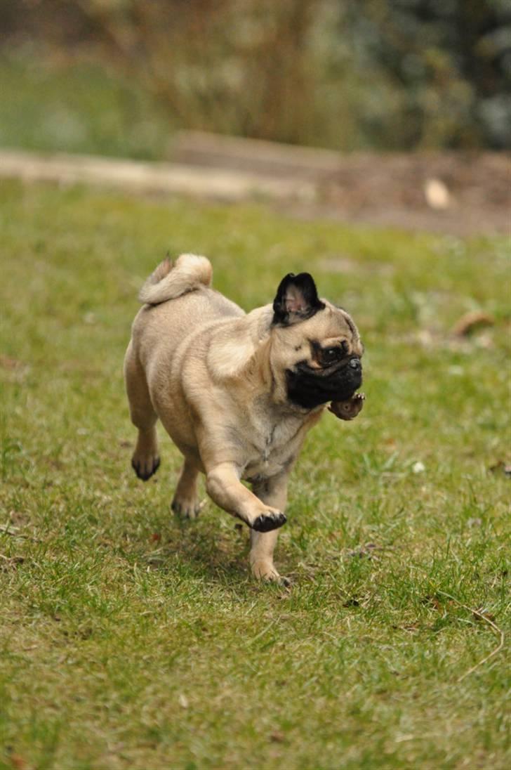 Mops Felix <3 (: - Grr!!! Her kommer jeg! billede 7