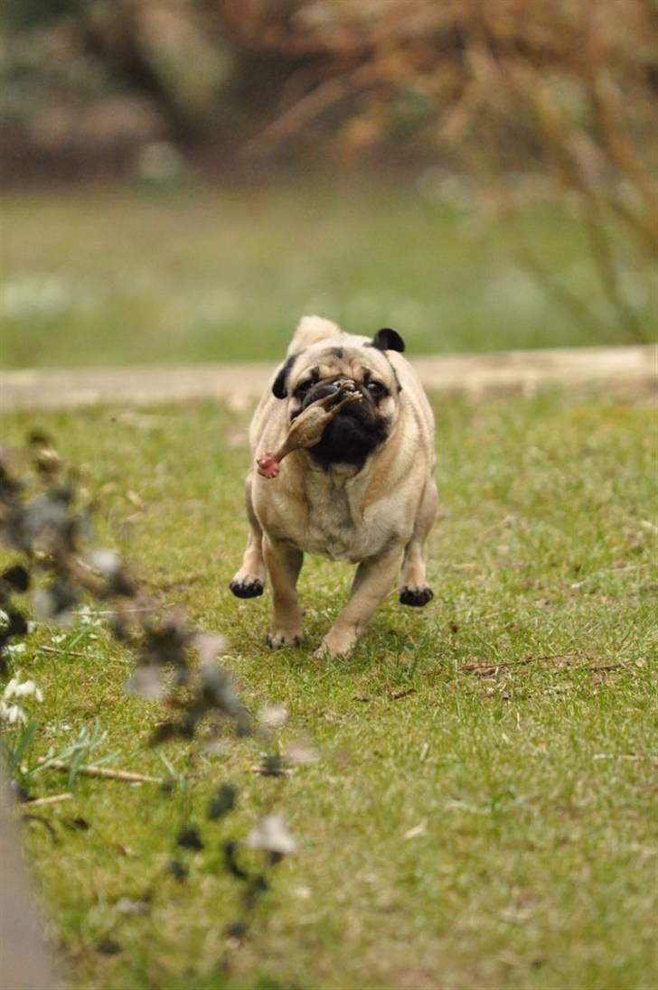 Mops Felix <3 (: - Nurh! quiti!! billede 8