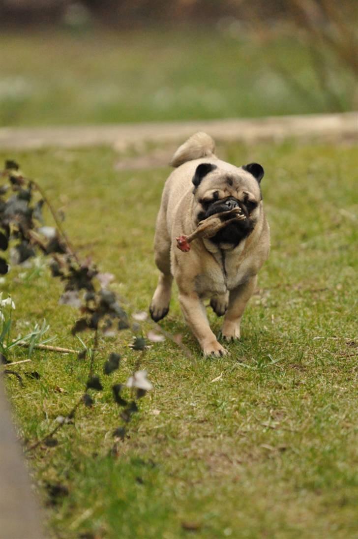 Mops Felix <3 (: - Bjørneøre!! xD billede 9