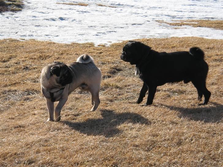 Mops Beastie - Beastie og brormand Carlos billede 2