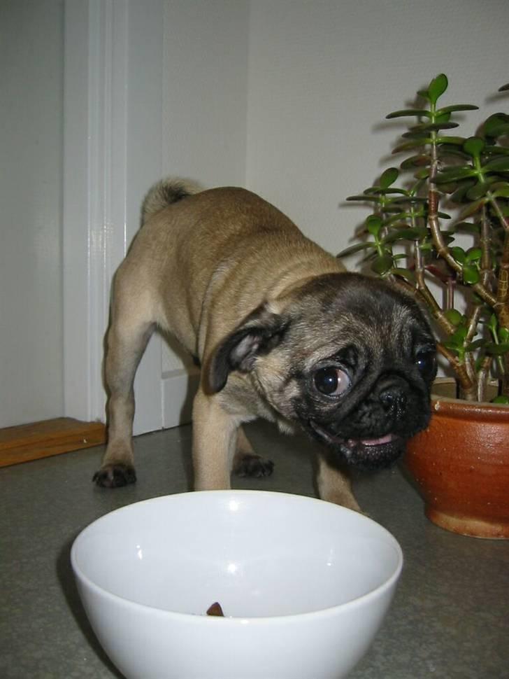 Mops Beastie - 10 uger gammel :-) billede 4