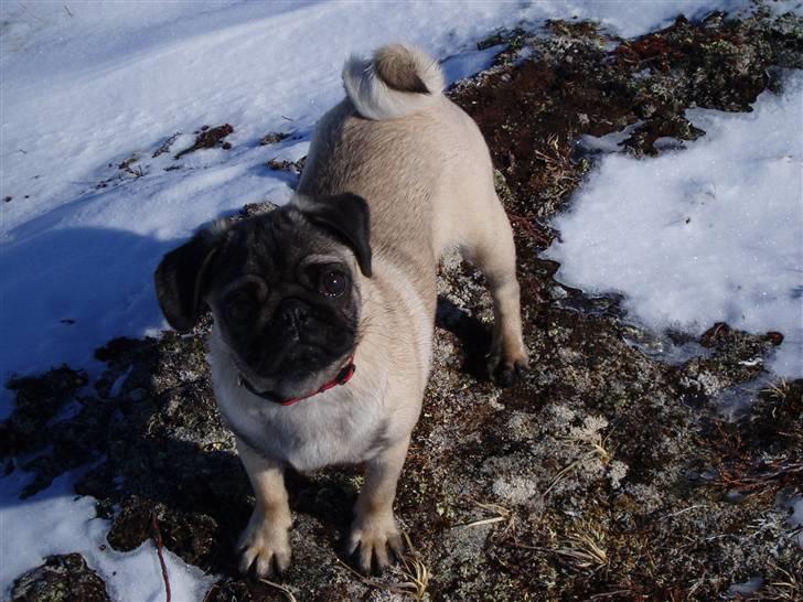 Mops Beastie - Beastie 2 år billede 5