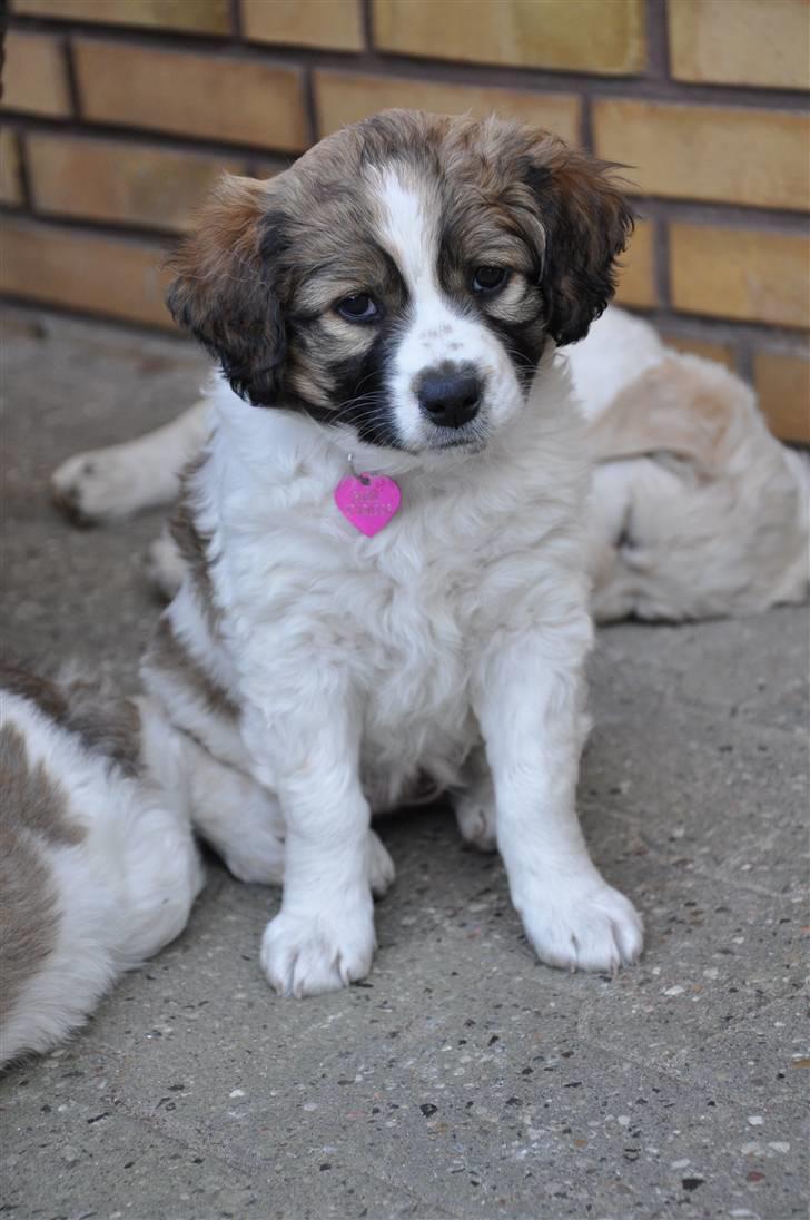 Blanding af racer Bodil - Vores egen lille Bodil<3 billede 1