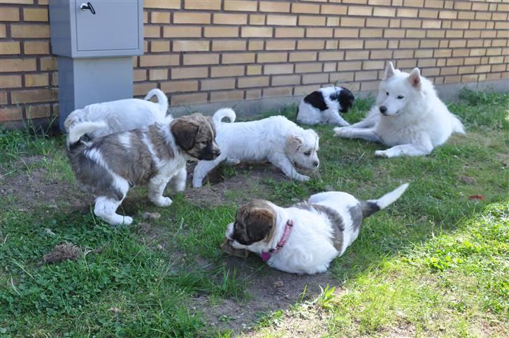 Blanding af racer Bodil - Hele kuldet: Bodil, Jackie, Karla, Tage og Coco.  billede 2