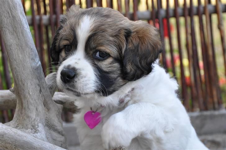 Blanding af racer Bodil billede 3