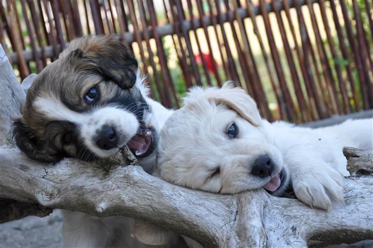 Blanding af racer Bodil - Bodil og Karla:p billede 4