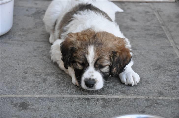 Blanding af racer Bodil billede 5