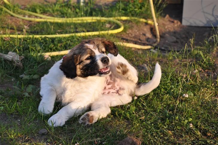 Blanding af racer Bodil billede 6