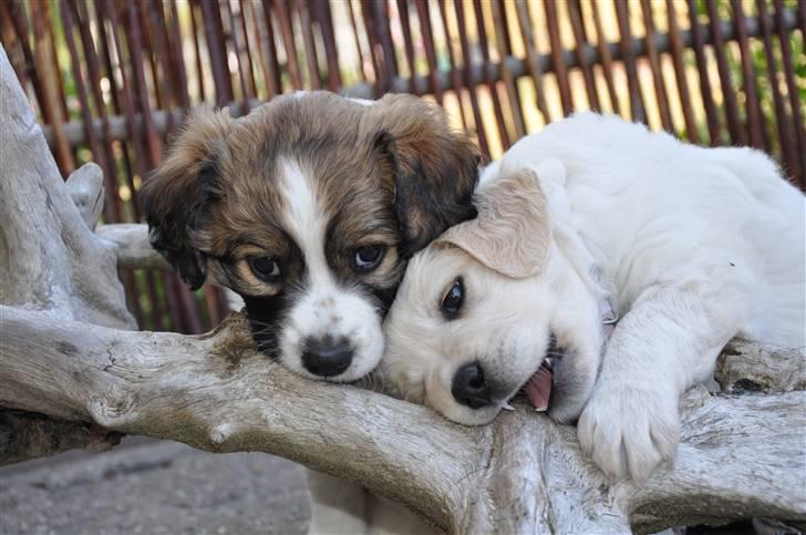 Blanding af racer Bodil billede 7