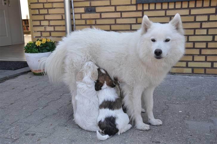 Samojedhund Åse - Åse og hendes hvalpe <3 billede 16