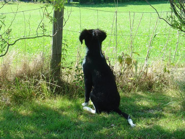 Blanding af racer Nuga - Man holder vagt. Ingen skal negle mit legetøj!!! billede 9