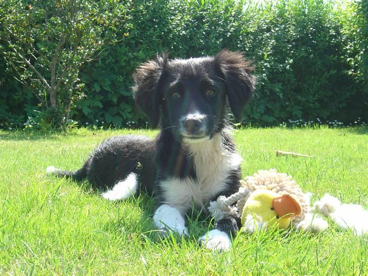 Blanding af racer Nuga - Hæhæ,det er heldigvis ikke mig som får solen i øjnene. billede 10