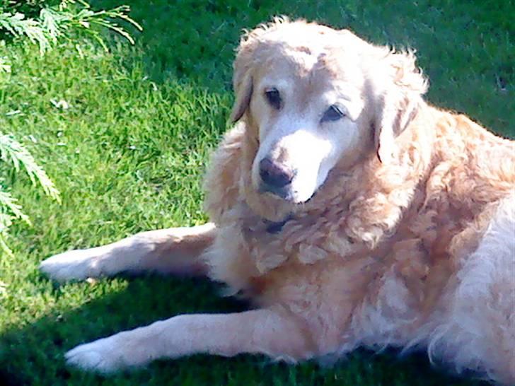 Golden retriever Oliver - En dejlig sommerdag ude i haven.. billede 1