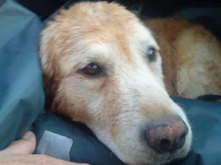 Golden retriever Oliver - På vej hjem i bilen, efter en dag på stranden.. Bullerbassen var godt træt, som man kan se :P billede 2