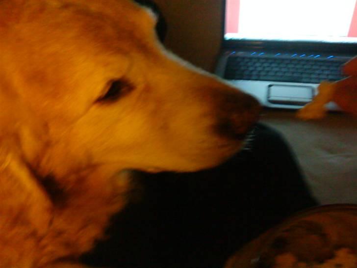 Golden retriever Oliver - Mmmmh POPCORN!! billede 3