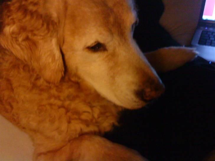 Golden retriever Oliver - Jeg vil ha den popcorn! billede 4