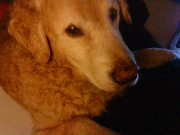 Golden retriever Oliver - Gi´ mig den nu! please? :D billede 5