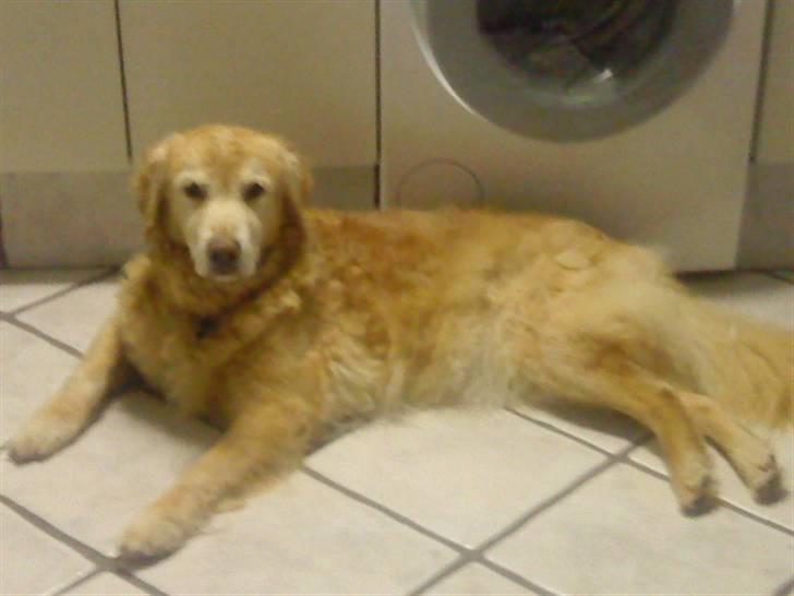Golden retriever Oliver - I gangen hos de gamle.. Her kan man også rigtig godt se krøllerne :) billede 6