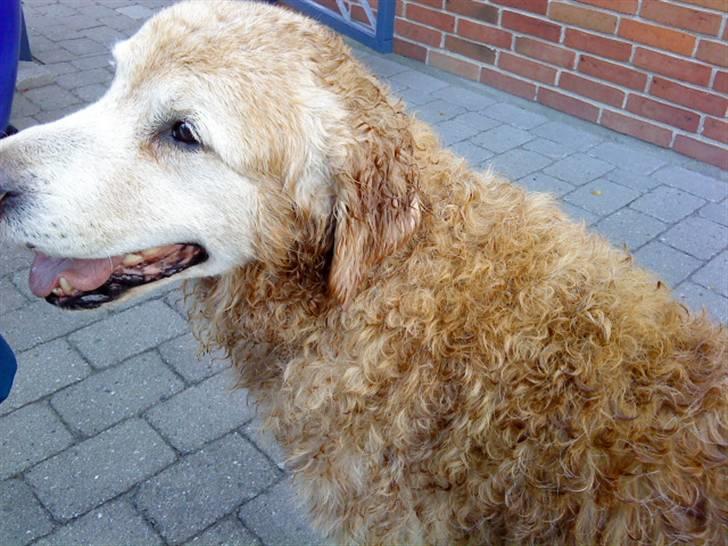 Golden retriever Oliver - Efter en våd tur i badebassin på en rigtig varm dag..  billede 7