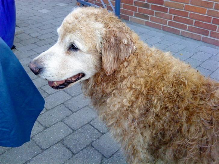Golden retriever Oliver - Efter en våd tur i badebassin på en rigtig varm dag..  billede 8
