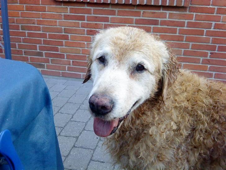 Golden retriever Oliver - Efter en våd tur i badebassin på en rigtig varm dag..  billede 9