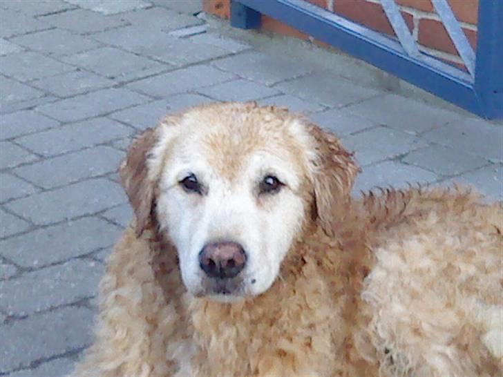 Golden retriever Oliver - Efter en våd tur i badebassin på en rigtig varm dag..  billede 10