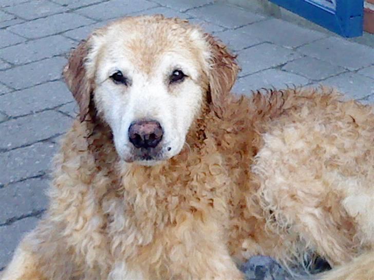 Golden retriever Oliver - Efter en våd tur i badebassin på en rigtig varm dag..  billede 11