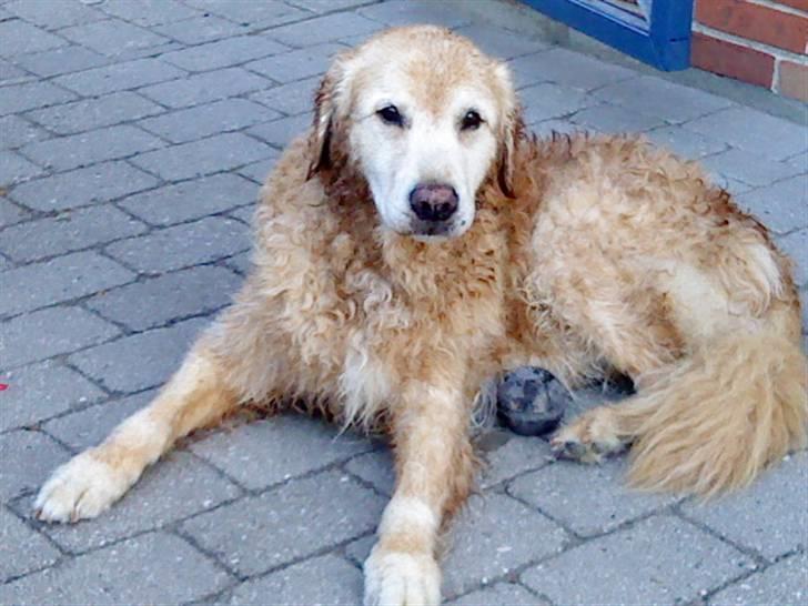 Golden retriever Oliver - Efter en våd tur i badebassin på en rigtig varm dag..  billede 12