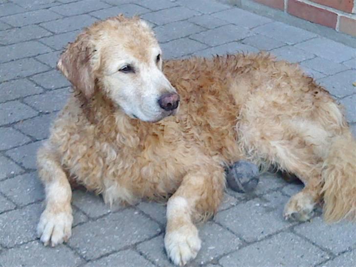 Golden retriever Oliver - Efter en våd tur i badebassin på en rigtig varm dag..  billede 13