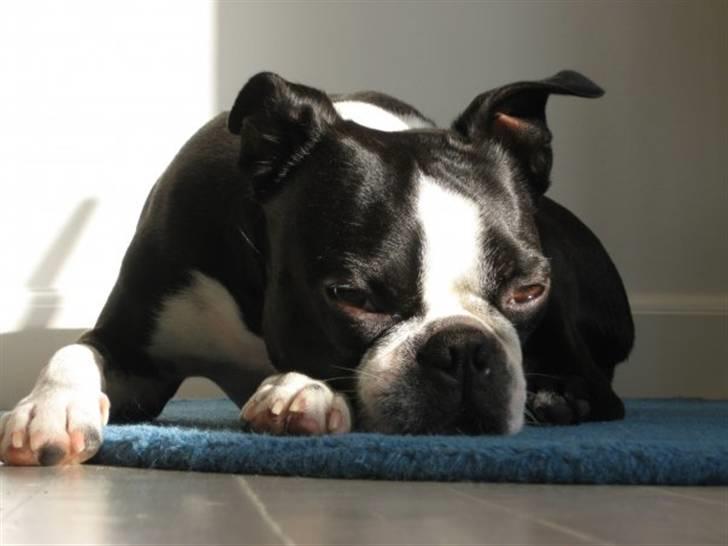 Boston terrier Topper - Topper 4 år billede 1