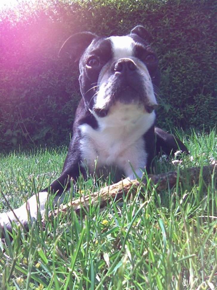 Boston terrier Topper - Det kan bare ikke blive varmt nok i solen :-) billede 2