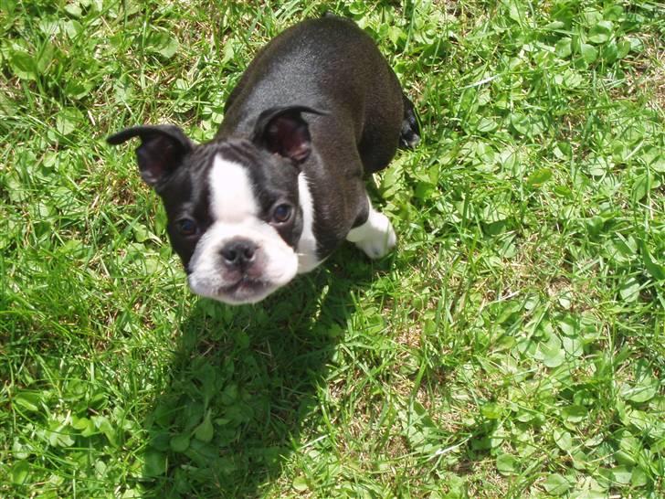 Boston terrier Topper - 10 uger gammel :-) billede 3