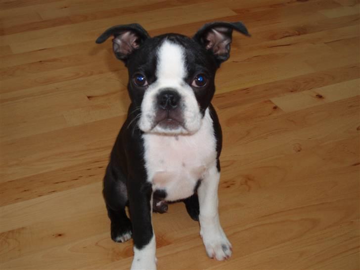 Boston terrier Topper - 1 år - og nogenlunde styr på livet billede 4