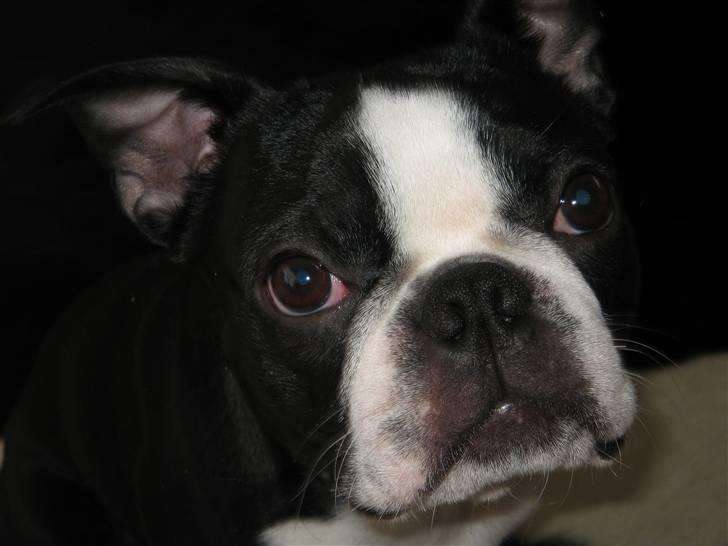 Boston terrier Topper billede 5