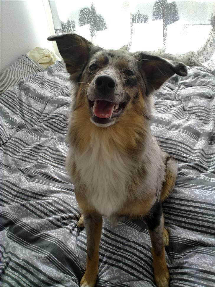 Blanding af racer nevada billede 19