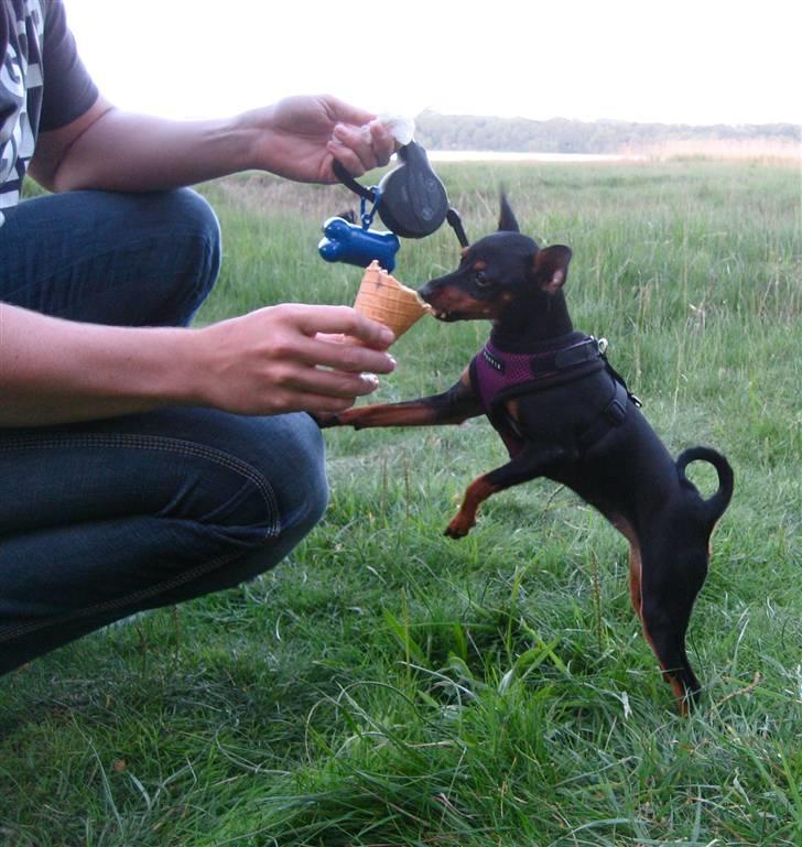 Dvaergpinscher Rødkildes Scirocco - Sommerens første is, mums. billede 15