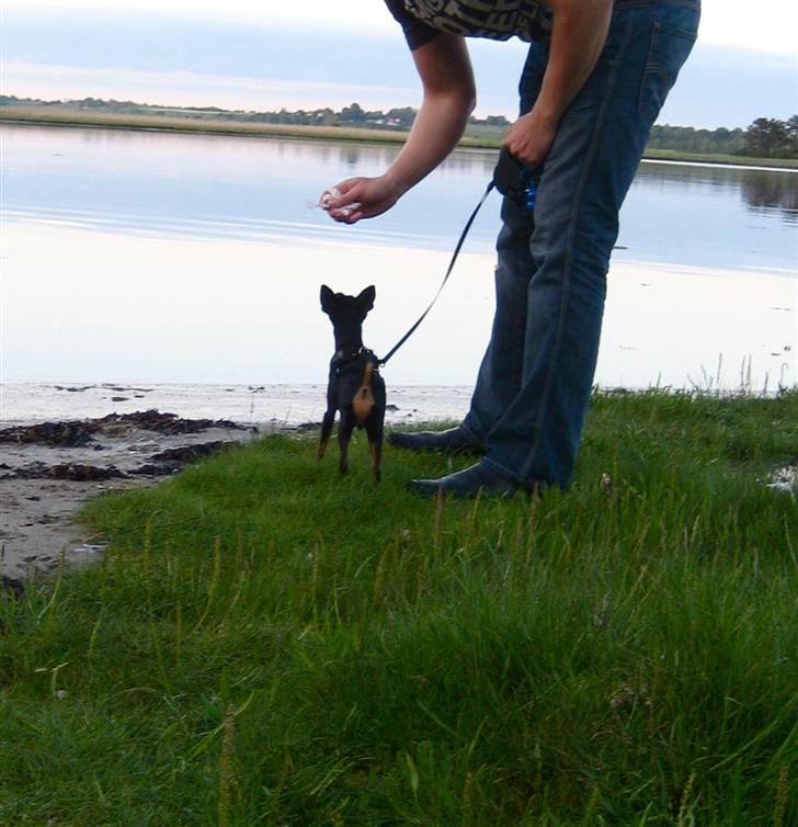 Dvaergpinscher Rødkildes Scirocco - Den ser god ud den is farmand :) billede 16