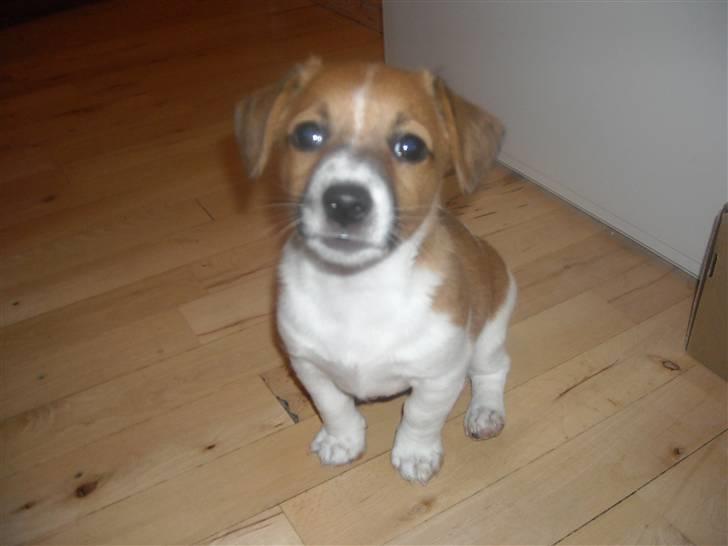 Jack russell terrier Sov sødt lille Liva - Liva 8 uger billede 1