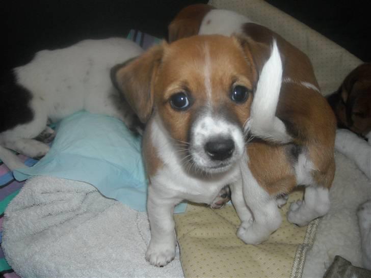 Jack russell terrier Sov sødt lille Liva billede 2